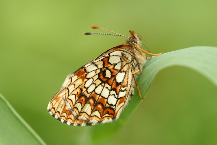 Melitaea diamina: Bild 21