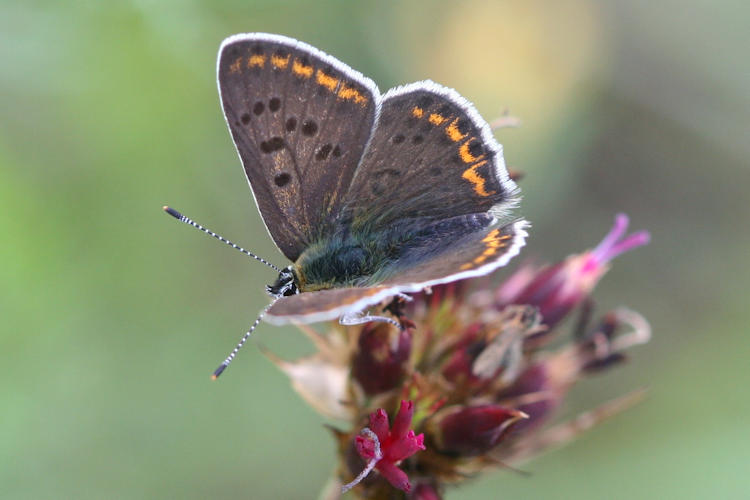 Lycaena tityrus locarnensis: Bild 2