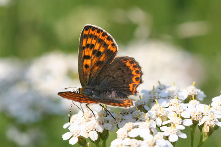 Lycaena tityrus locarnensis: Bild 7