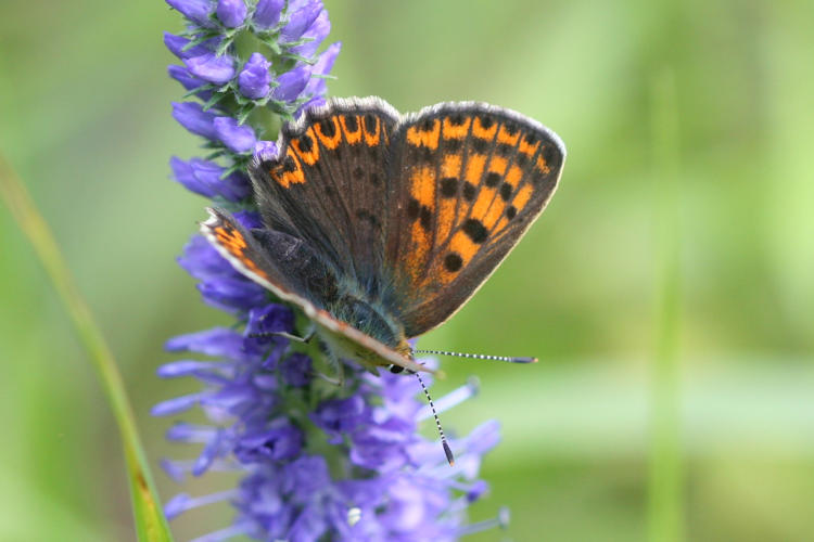 Lycaena tityrus locarnensis: Bild 8