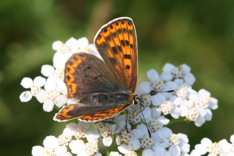 Lycaena tityrus locarnensis: Bild 9