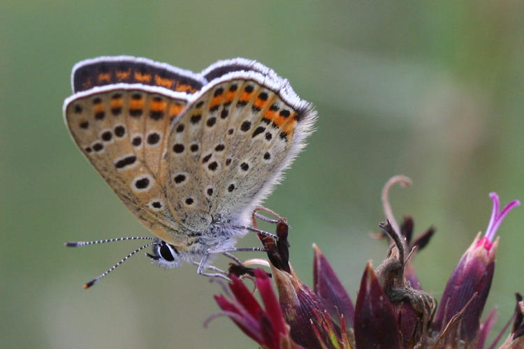 Lycaena tityrus locarnensis: Bild 11