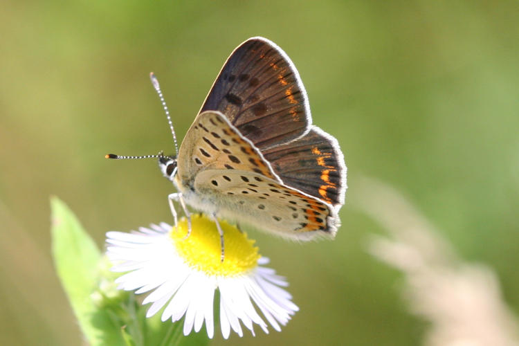 Lycaena tityrus locarnensis: Bild 12