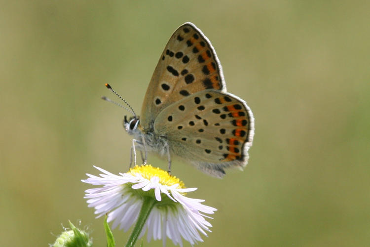 Lycaena tityrus locarnensis: Bild 13