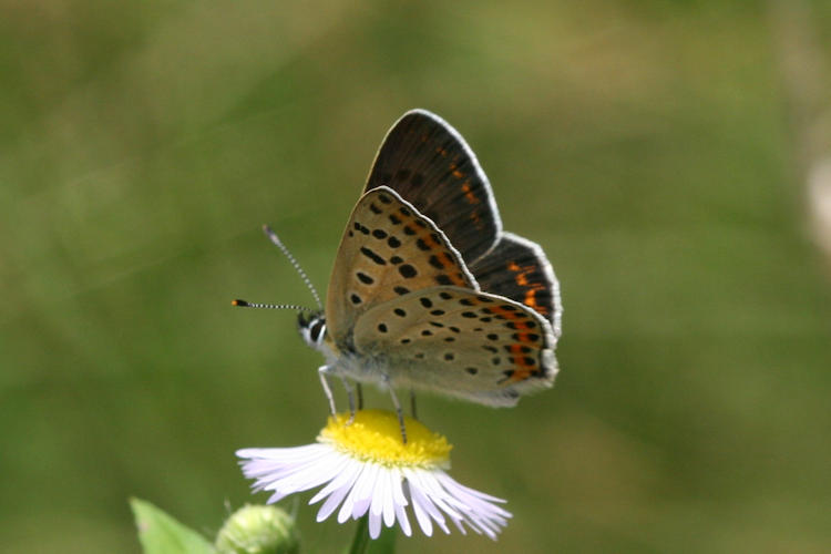 Lycaena tityrus locarnensis: Bild 14