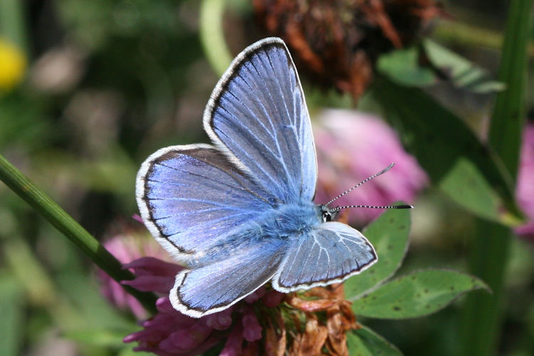 Polyommatus escheri rhaetica: Bild 5