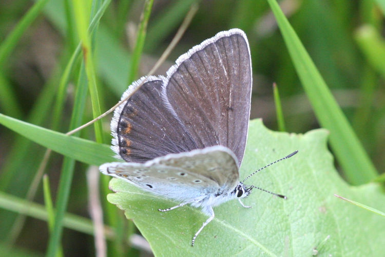 Polyommatus amandus: Bild 12