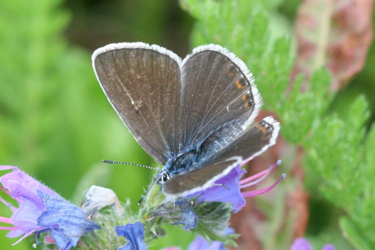 Polyommatus amandus: Bild 13