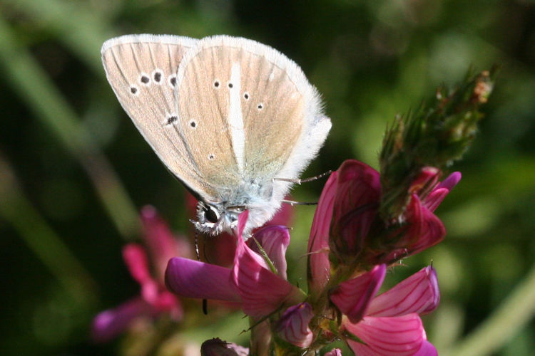 Polyommatus damon: Bild 27