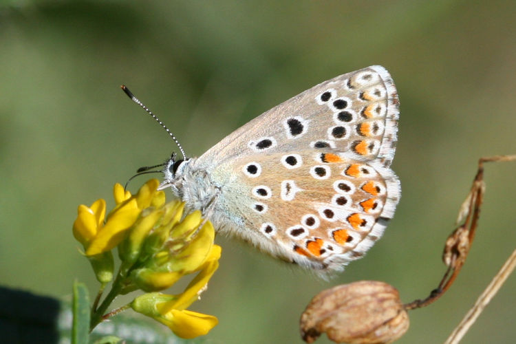 Lysandra bellargus: Bild 46