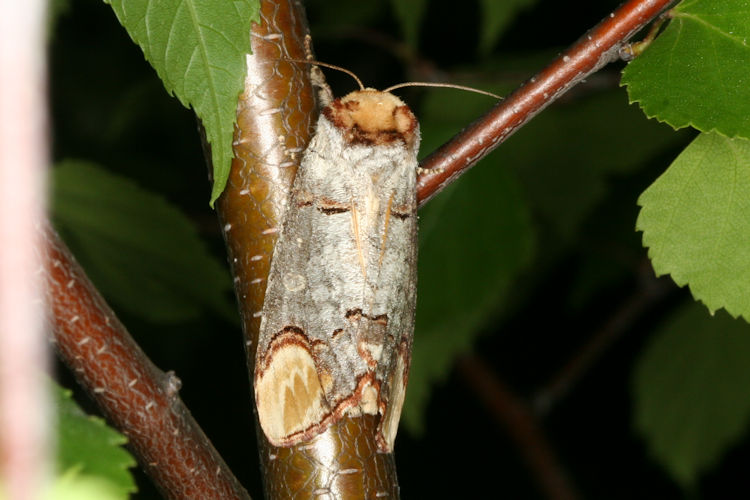 Phalera bucephala: Bild 11