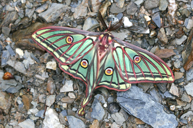 Actias isabellae: Bild 2