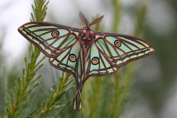 Actias isabellae: Bild 3