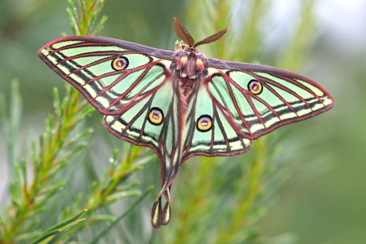 Actias isabellae: Bild 5