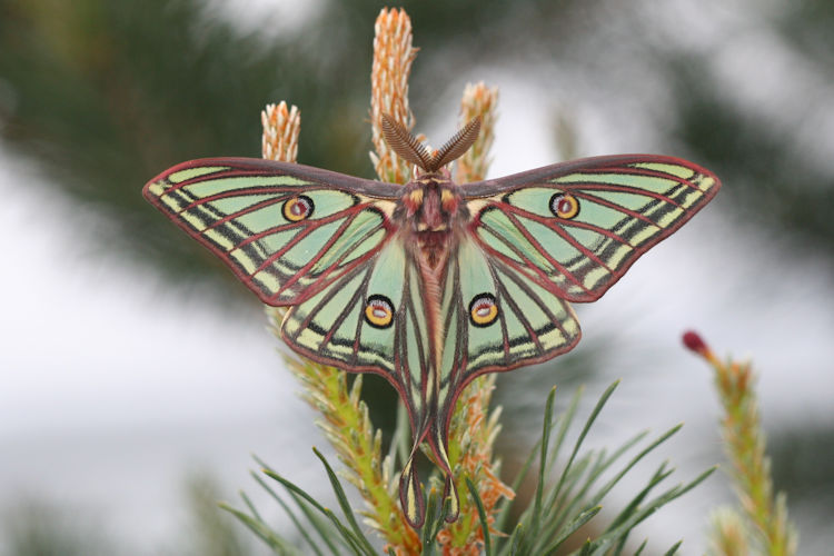 Actias isabellae: Bild 6