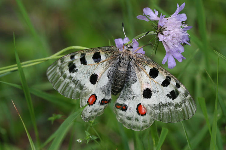 Parnassius apollo: Bild 15