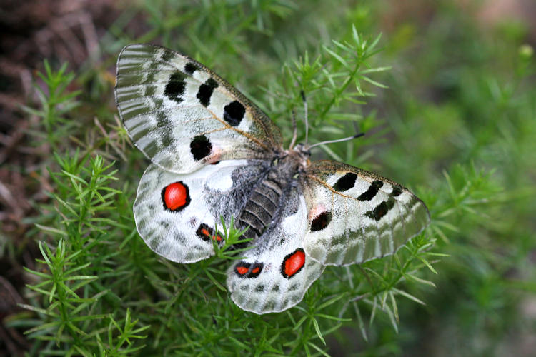 Parnassius apollo: Bild 16