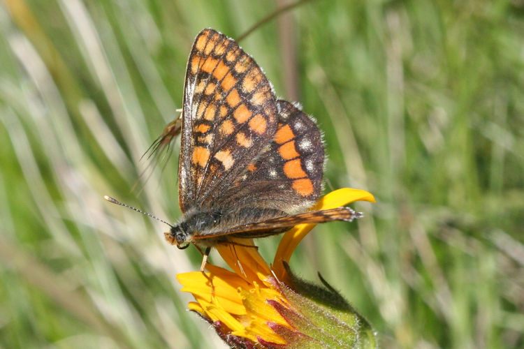 Euphydryas intermedia: Bild 3