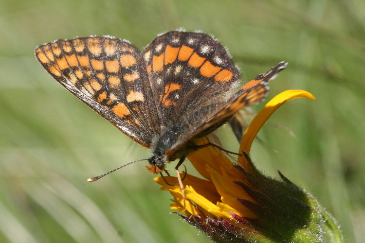 Euphydryas intermedia: Bild 4