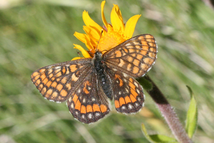 Euphydryas intermedia: Bild 5