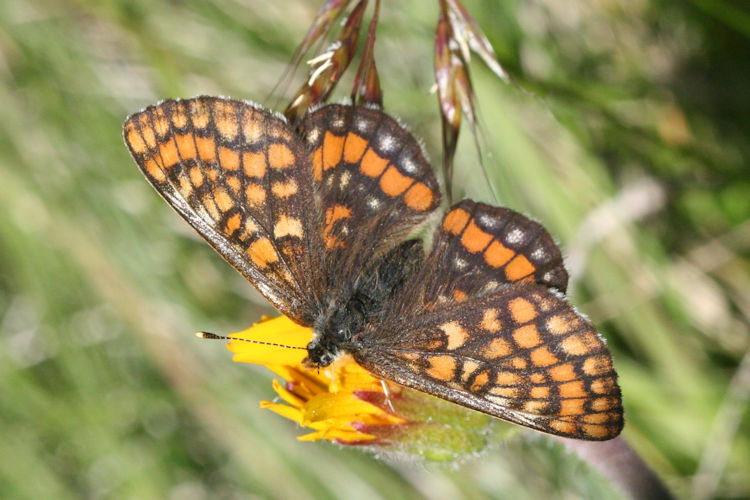 Euphydryas intermedia: Bild 8