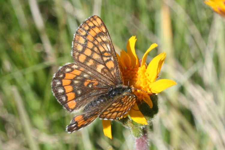 Euphydryas intermedia: Bild 9