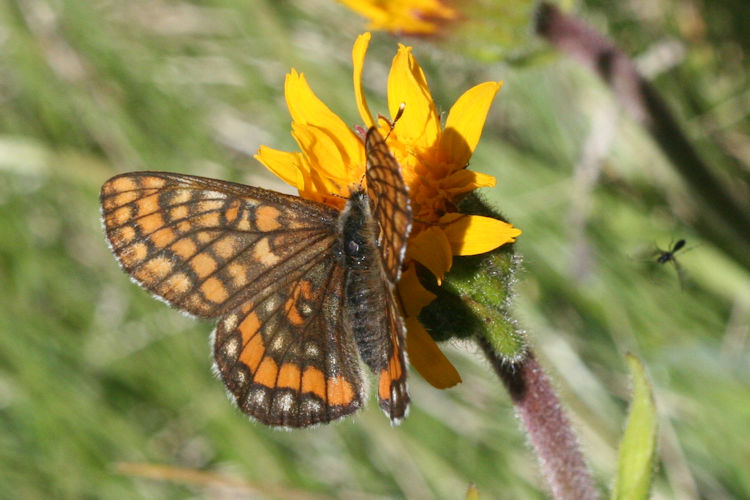 Euphydryas intermedia: Bild 10