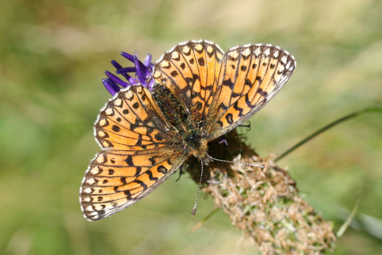 Boloria selene: Bild 8