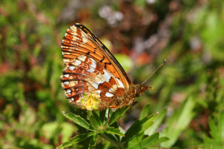 Boloria aquilonaris: Bild 14