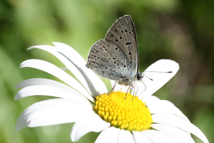 Lycaena tityrus subalpina: Bild 18