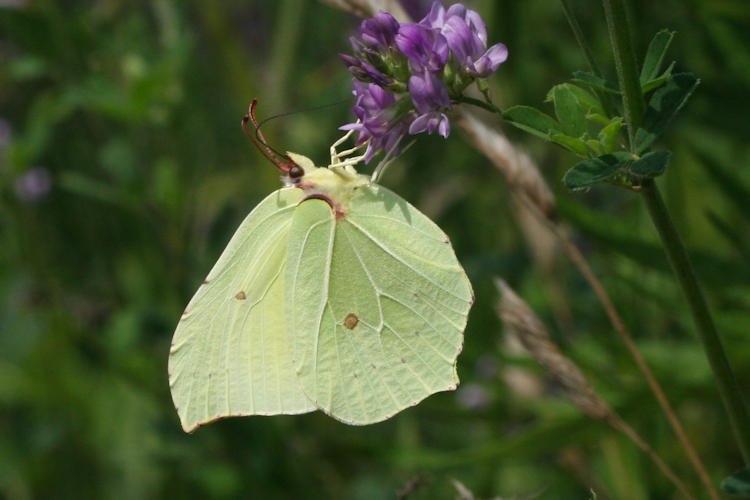 Gonepteryx rhamni: Bild 4