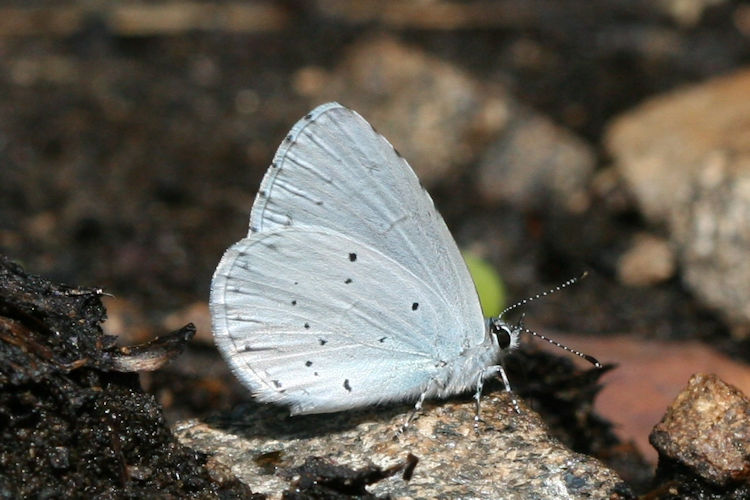 Celastrina argiolus: Bild 13