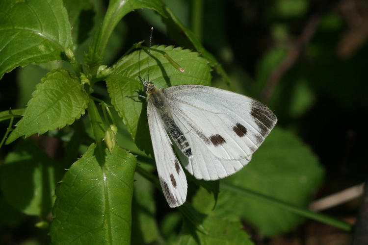 Pieris napi meridionalis: Bild 11