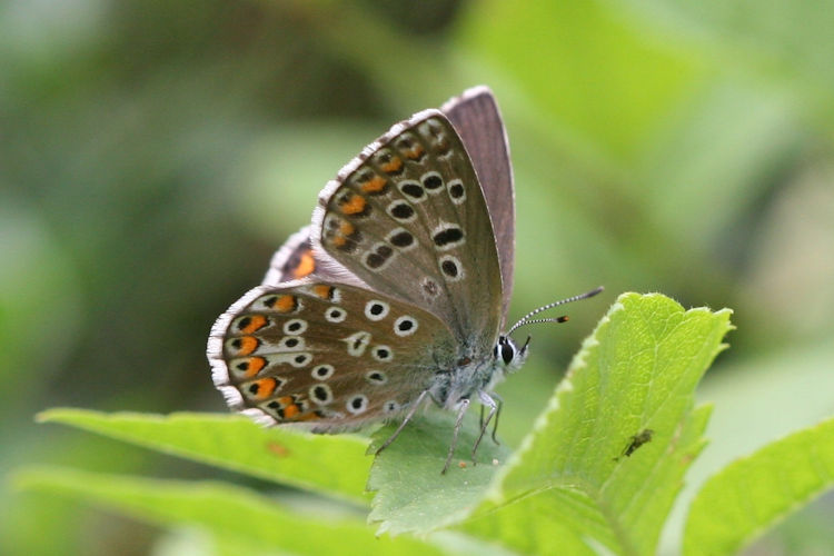 Lysandra bellargus: Bild 48