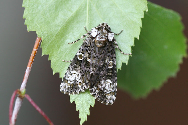 Craniophora ligustri: Bild 3