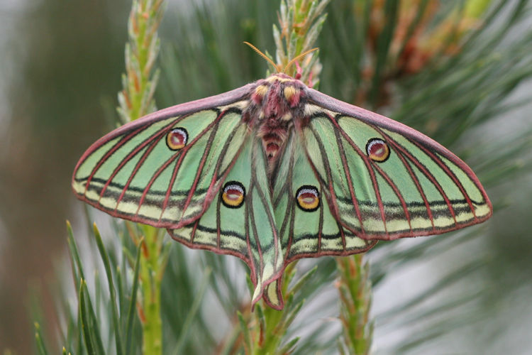 Actias isabellae: Bild 7