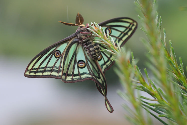 Actias isabellae: Bild 8