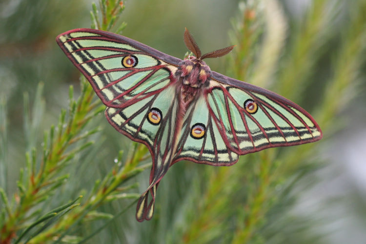 Actias isabellae: Bild 1