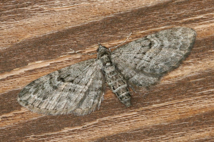 Eupithecia lariciata: Bild 20