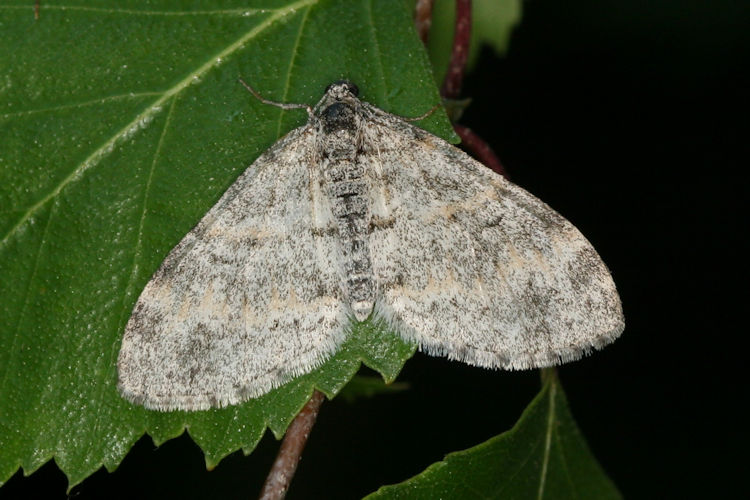 Lobophora halterata: Bild 8