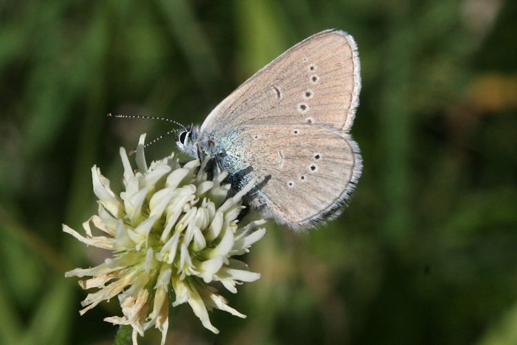 Cyaniris semiargus: Bild 25