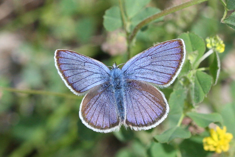 Cyaniris semiargus: Bild 9