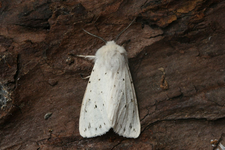 Spilosoma lubricipeda: Bild 2