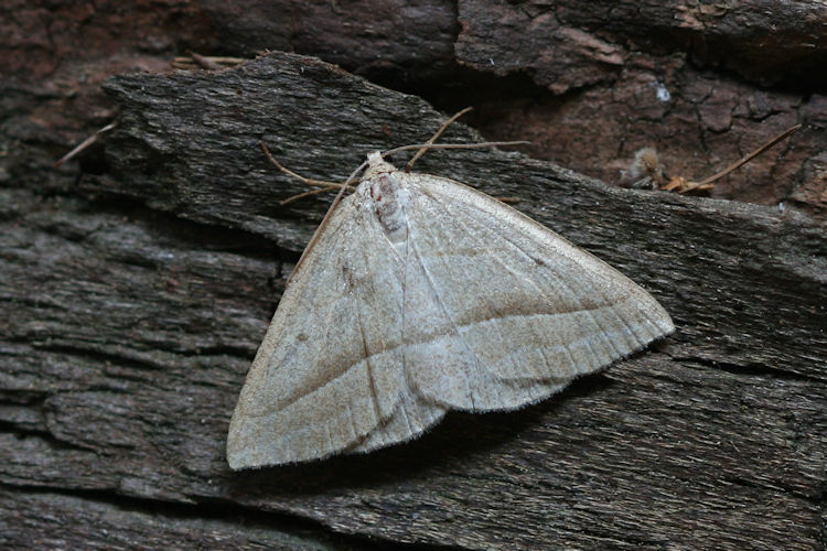 Petrophora chlorosata: Bild 12