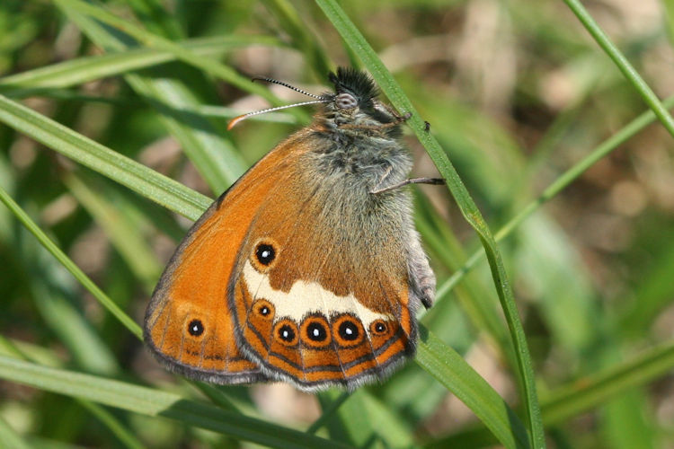 Coenonympha arcania: Bild 2