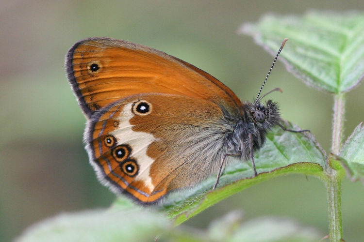 Coenonympha arcania: Bild 3