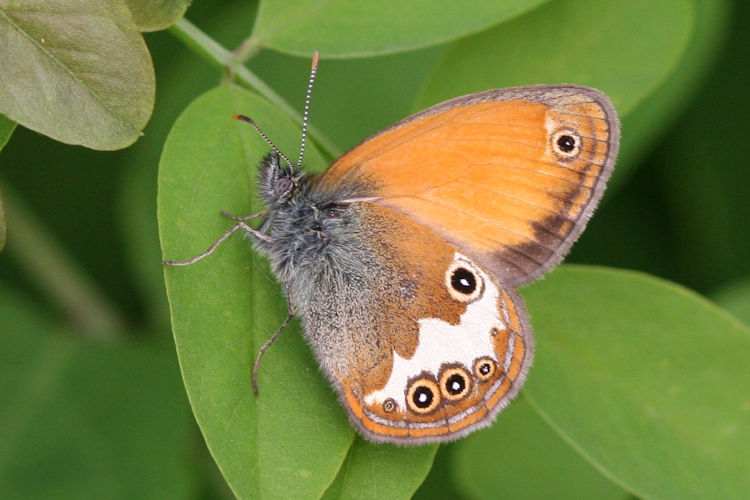 Coenonympha arcania: Bild 4