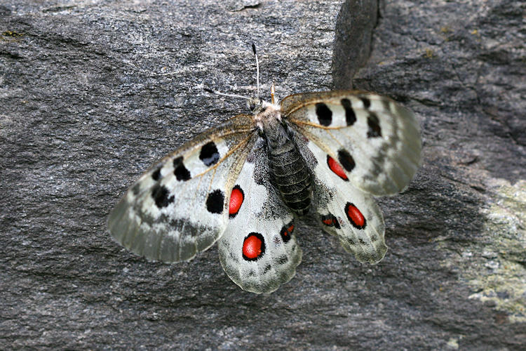 Parnassius apollo: Bild 14