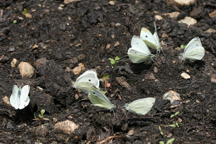 Pieris napi meridionalis: Bild 5