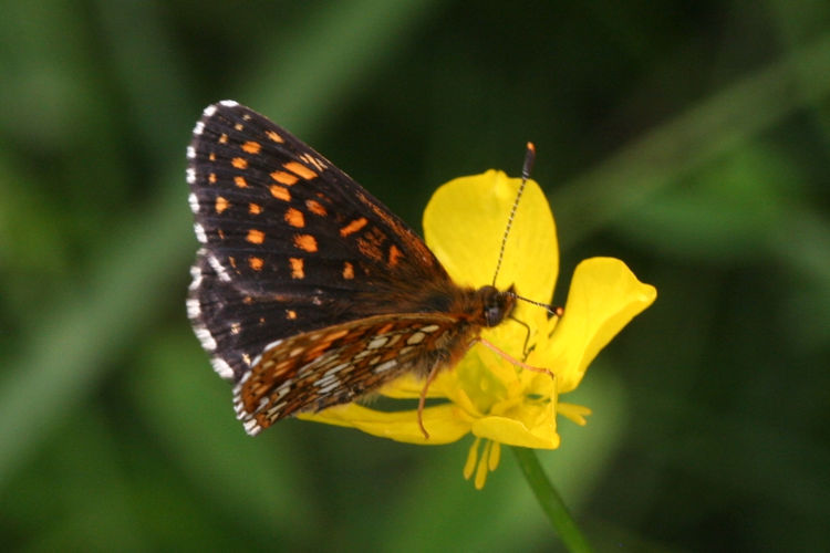 Melitaea diamina: Bild 7